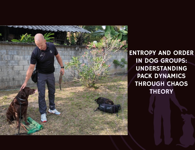 Entropy and Order in Dog Groups Understanding Pack Dynamics Through Chaos Theory