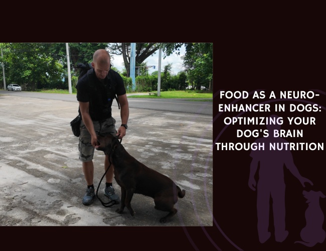 Food as a Neuro-Enhancer in Dogs Optimizing Your Dog's Brain Through Nutrition