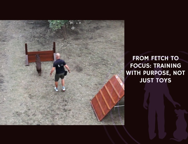From Fetch to Focus Training with Purpose, Not Just Toys