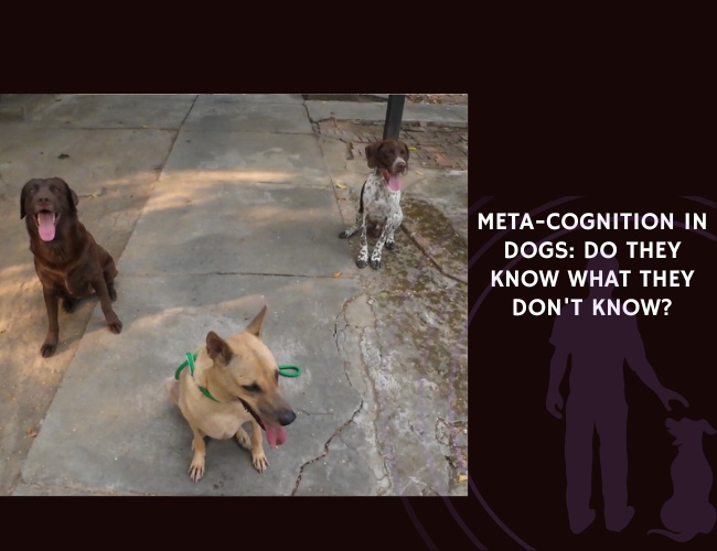 Meta-Cognition in Dogs Do They Know What They Don't Know