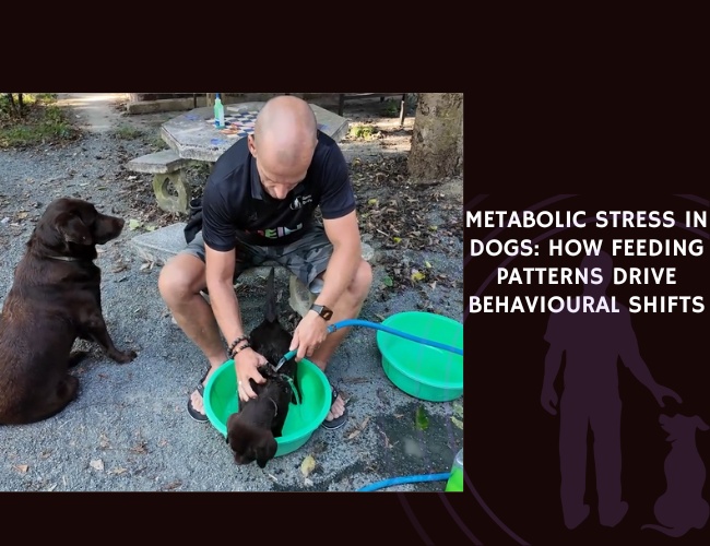 Metabolic Stress in Dogs How Feeding Patterns Drive Behavioural Shifts
