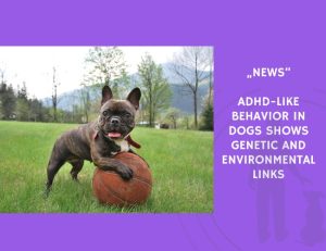 News-ADHD-Like Behavior in Dogs Shows Genetic and Environmental Links