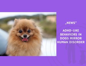 News-ADHD-Like Behaviors in Dogs Mirror Human Disorder