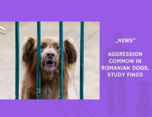 News-Aggression Common in Romanian Dogs, Study Finds