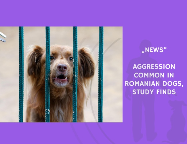 News-Aggression Common in Romanian Dogs, Study Finds
