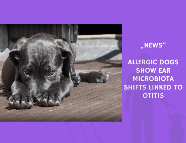 News-Allergic Dogs Show Ear Microbiota Shifts Linked to Otitis
