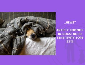 News-Anxiety Common in Dogs Noise Sensitivity Tops 32%