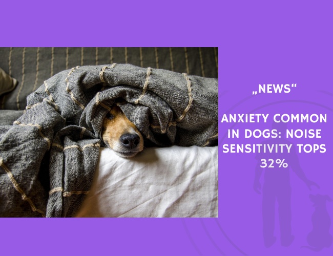 News-Anxiety Common in Dogs Noise Sensitivity Tops 32%