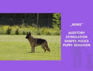 News-Auditory Stimulation Shapes Police Puppy Behavior