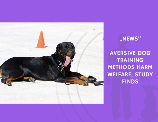News-Aversive Dog Training Methods Harm Welfare, Study Finds