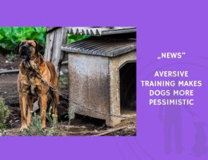 News-Aversive Training Makes Dogs More Pessimistic