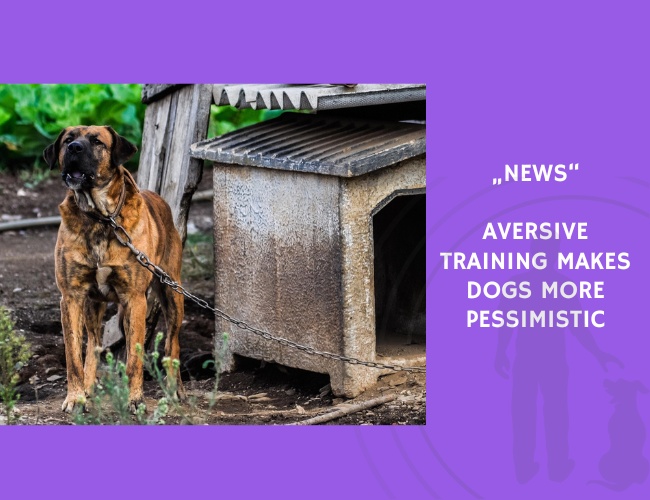 News-Aversive Training Makes Dogs More Pessimistic