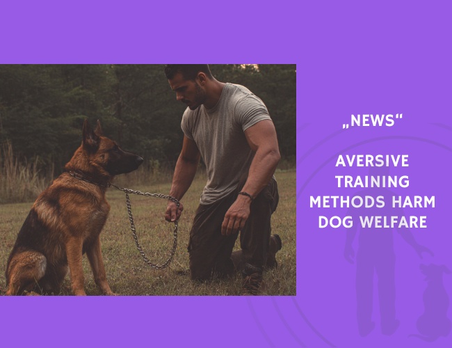 News-Aversive Training Methods Harm Dog Welfare