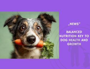 News-Balanced Nutrition Key to Dog Health and Growth