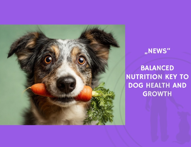 News-Balanced Nutrition Key to Dog Health and Growth