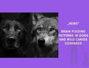 News-Brain Folding Patterns in Dogs and Wild Canids Compared