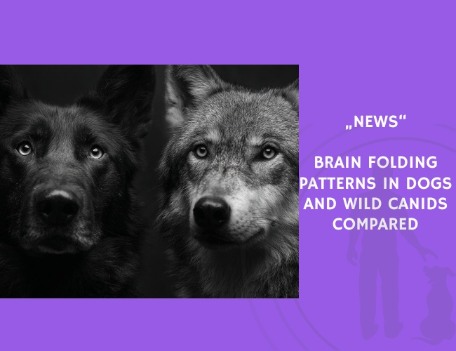 News-Brain Folding Patterns in Dogs and Wild Canids Compared