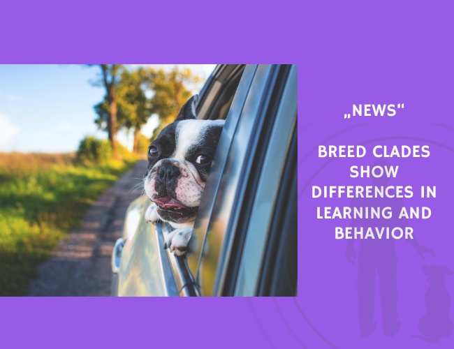 News-Breed Clades Show Differences in Learning and Behavior