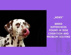 News-Breed Differences Found in Dog Cognition and Problem-Solving