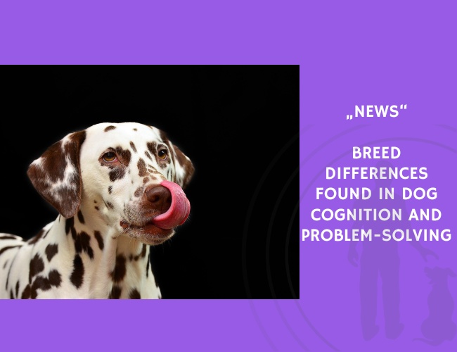 News-Breed Differences Found in Dog Cognition and Problem-Solving
