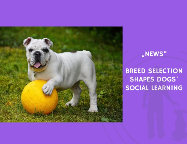 News-Breed Selection Shapes Dogs’ Social Learning