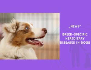 News-Breed-Specific Hereditary Diseases in Dogs