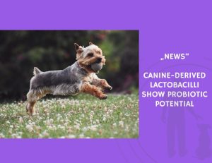 News-Canine-Derived Lactobacilli Show Probiotic Potential