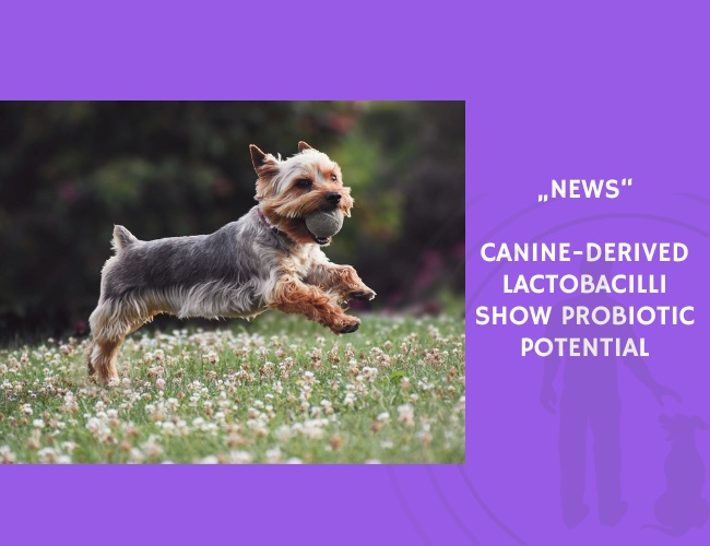 News-Canine-Derived Lactobacilli Show Probiotic Potential