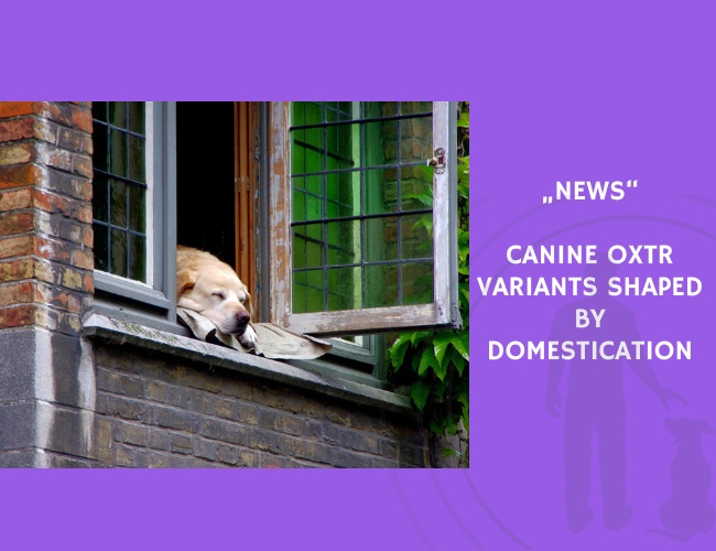 News-Canine OXTR Variants Shaped by Domestication
