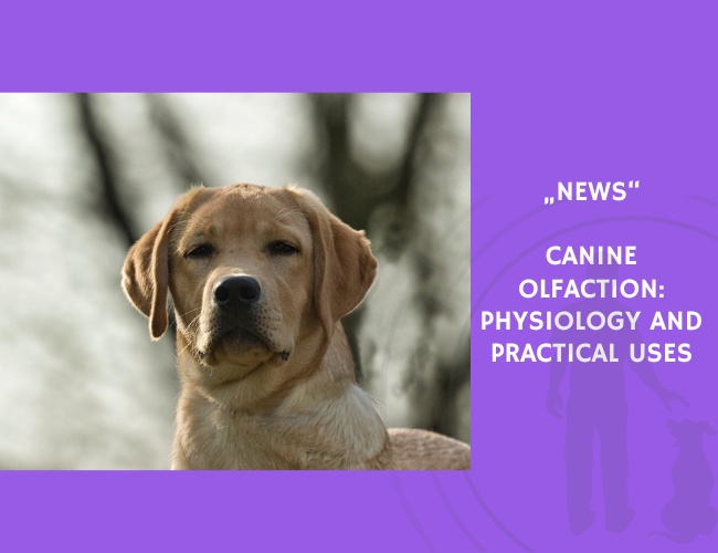 News-Canine Olfaction Physiology and Practical Uses