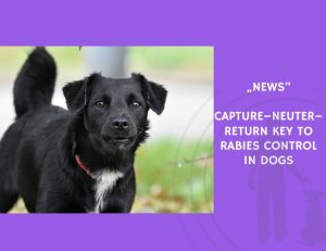 News-Capture–Neuter–Return Key to Rabies Control in Dogs