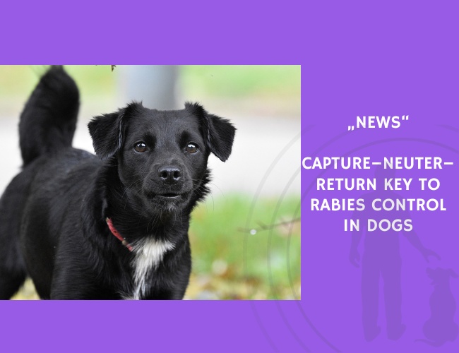 News-Capture–Neuter–Return Key to Rabies Control in Dogs