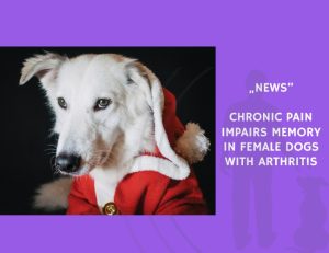 News-Chronic Pain Impairs Memory in Female Dogs with Arthritis