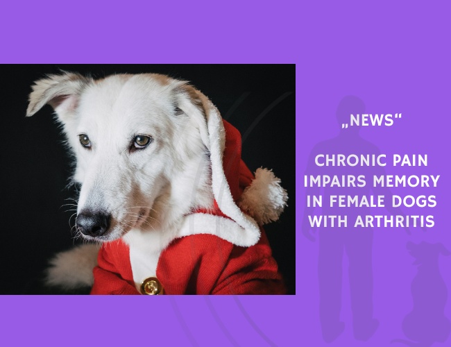 News-Chronic Pain Impairs Memory in Female Dogs with Arthritis