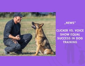 News-Clicker vs. Voice Show Equal Success in Dog Training