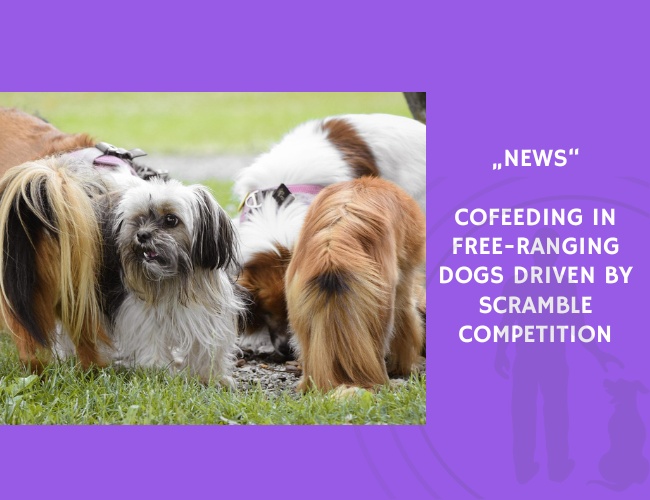 News-Cofeeding in Free-Ranging Dogs Driven by Scramble Competition