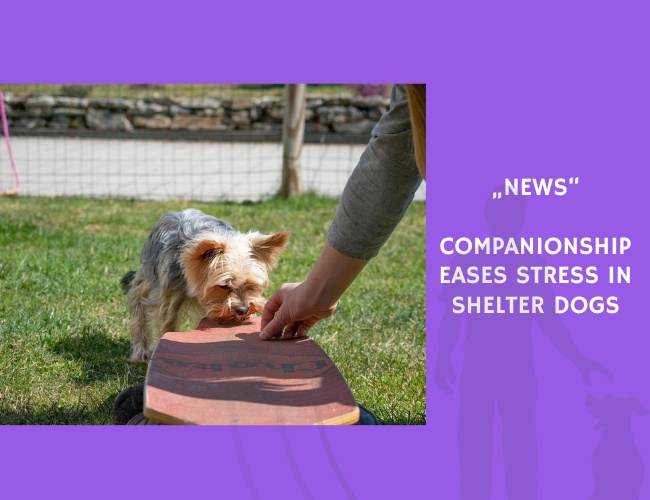 News-Companionship Eases Stress in Shelter Dogs