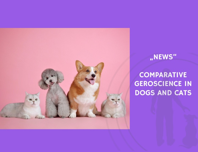News-Comparative Geroscience in Dogs and Cats