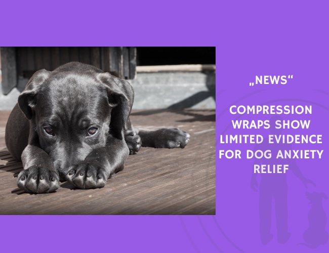 News-Compression Wraps Show Limited Evidence for Dog Anxiety Relief