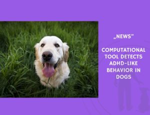 News-Computational Tool Detects ADHD-Like Behavior in Dogs