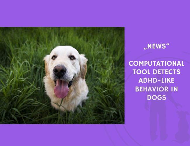 News-Computational Tool Detects ADHD-Like Behavior in Dogs