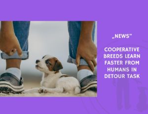 News-Cooperative Breeds Learn Faster from Humans in Detour Task