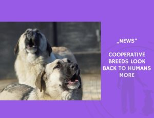 News-Cooperative Breeds Look Back to Humans More
