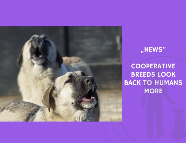 News-Cooperative Breeds Look Back to Humans More