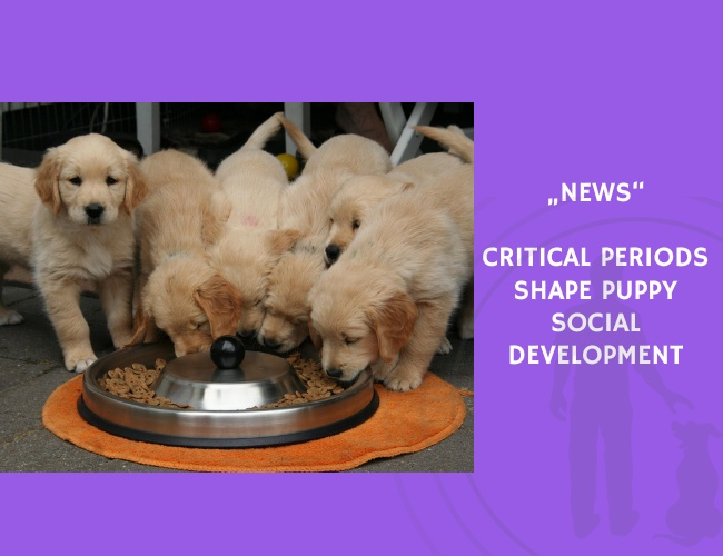News-Critical Periods Shape Puppy Social Development