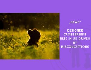 News-Designer Crossbreeds Rise in UK Driven by Misconceptions