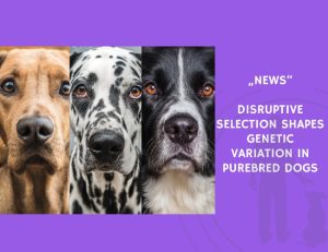 News-Disruptive Selection Shapes Genetic Variation in Purebred Dogs