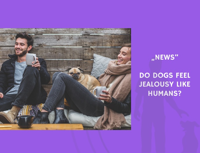 News-Do Dogs Feel Jealousy Like Humans