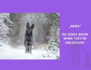 News-Do Dogs Know When They’re Uncertain