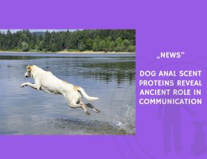 News-Dog Anal Scent Proteins Reveal Ancient Role in Communication